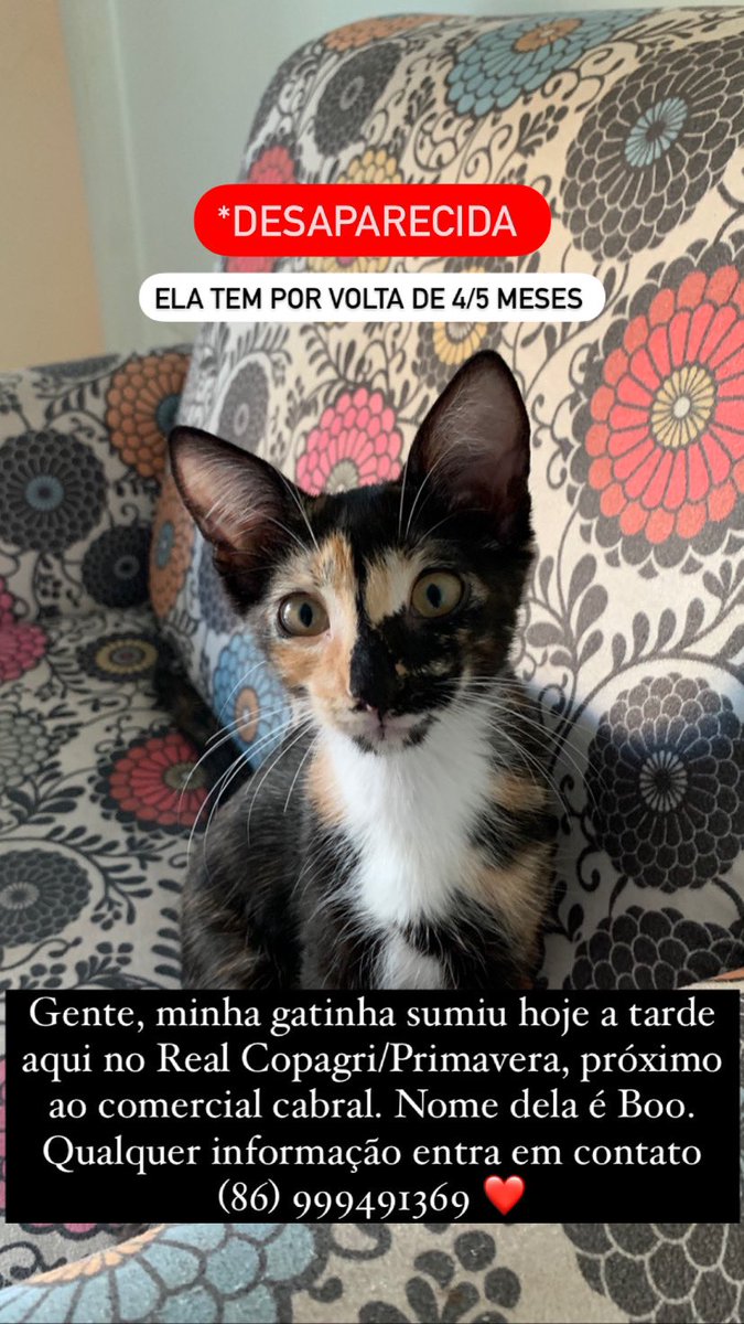 whothefucksma's tweet image. minha gatinha ainda está sumida 😔 PESSOAL DE TERESINA por favor compartilha! Não aguento de tanta saudade 😭😭