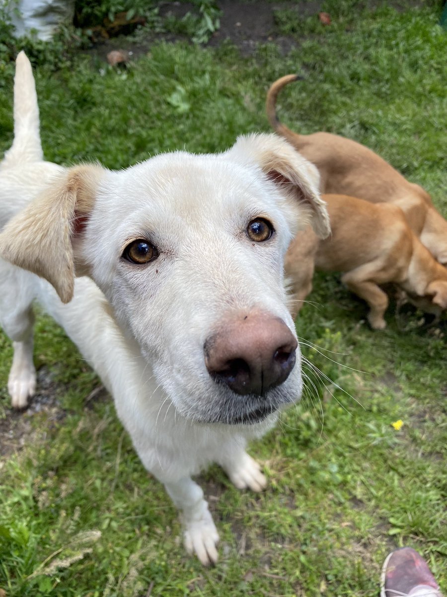 AsociacionMi's tweet photo. Si nuestros animalitos no encuentran hogar, no podemos seguir rescatando porque estamos al límite 🥺💙 si deseas darle una oportunidad por favor comunícate al 

📲 3118009018 https://t.co/CLudN6w6q9