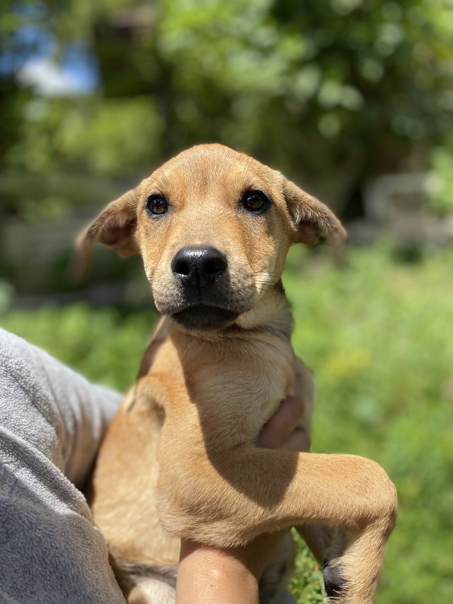 AsociacionMi's tweet photo. Si nuestros animalitos no encuentran hogar, no podemos seguir rescatando porque estamos al límite 🥺💙 si deseas darle una oportunidad por favor comunícate al 

📲 3118009018 https://t.co/CLudN6w6q9