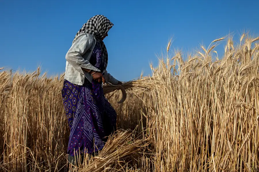 CIMMYTesp's tweet photo. 📕 Publicaciones recientes: Intersecciones entre casta y #género en las comunidades que cultivan trigo en Madhya Pradesh, India: https://t.co/RpcswST8eL
#GENNOVATE #CGIARwheat @CGIAR https://t.co/DKJBOpwy5J