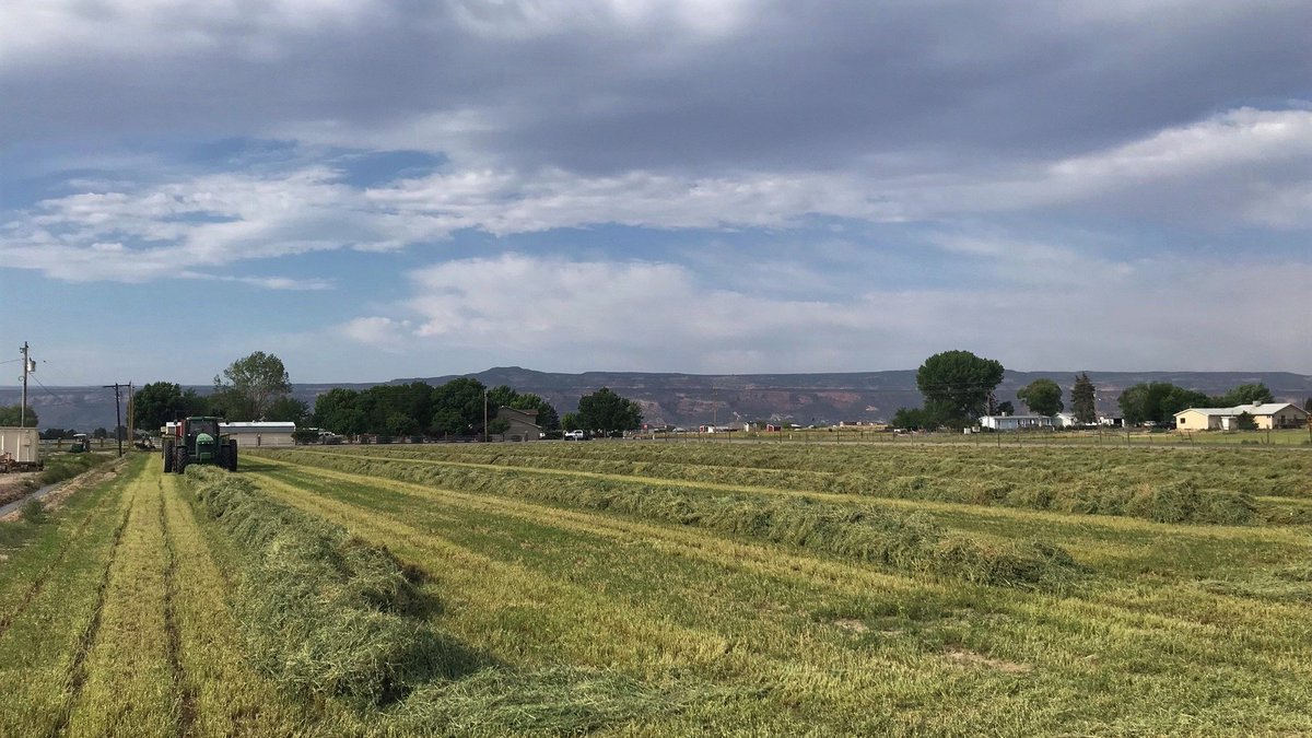 Amazing improvement on hay yields this year, overseen by Farm Manager James Fry-thank you! Last year at first cutting, this facility put up 10 T of hay, consisting of 27 (3x3) bales. Compare that with this year's first cut, which saw over 75 T in 85 (4x4) bales at average 195 RFV