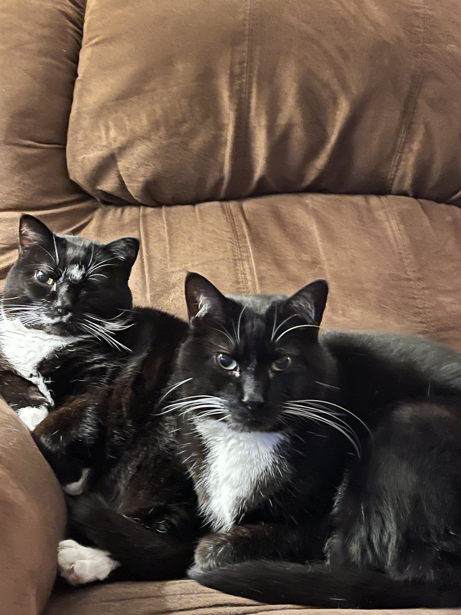 @Miduhguh Happy purrrthday! I have a pair of tuxedo cats, too - meet Gracie & Tucker! #tuxedocatsrule