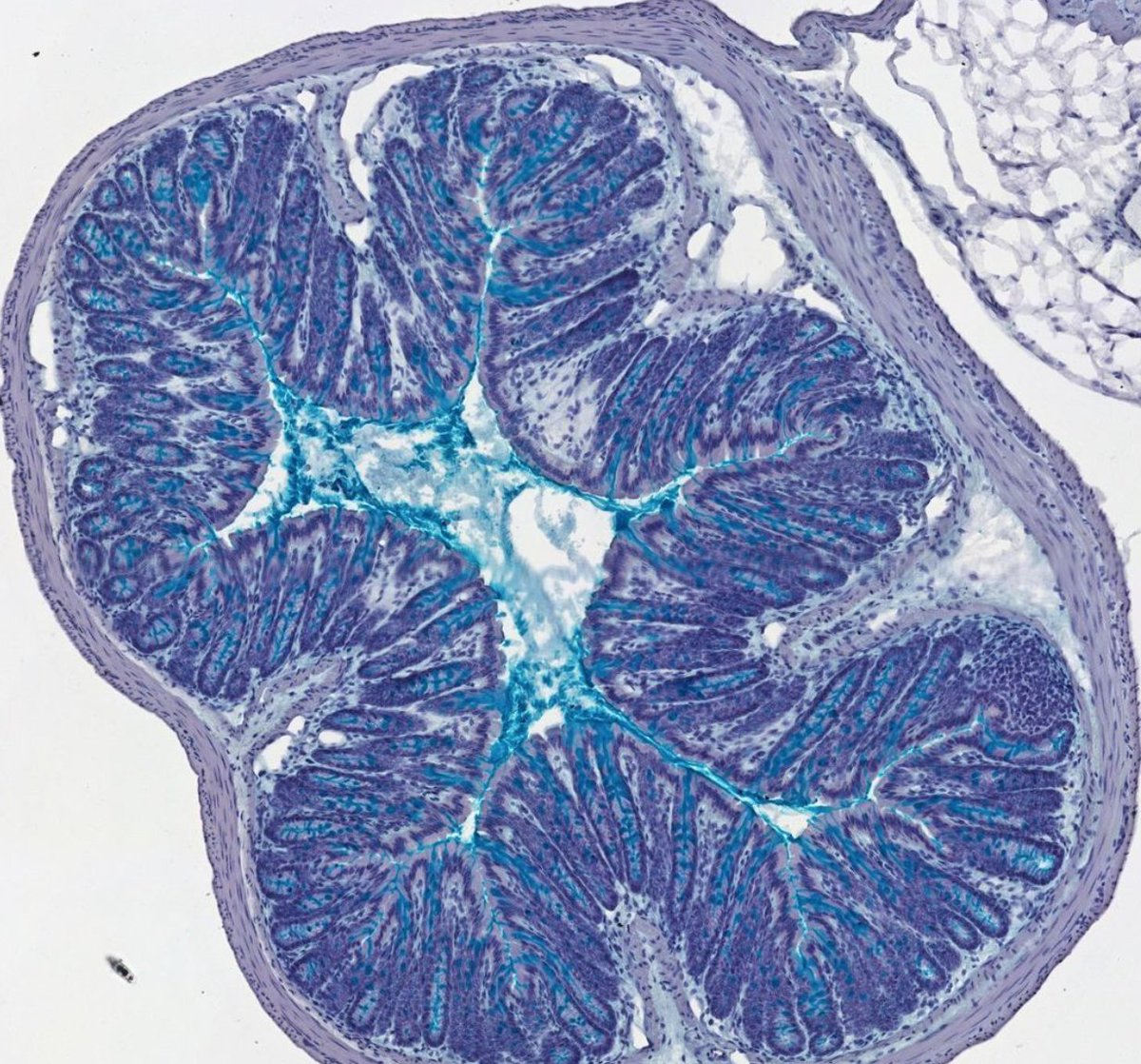 aoc_study's tweet image. Can you guess what this is? Is it just us or is this not the most beautiful #microscopeart you have EVER seen? Comment below if you think you know what the image is below !!

#scienceart 
#communitybasedresearch