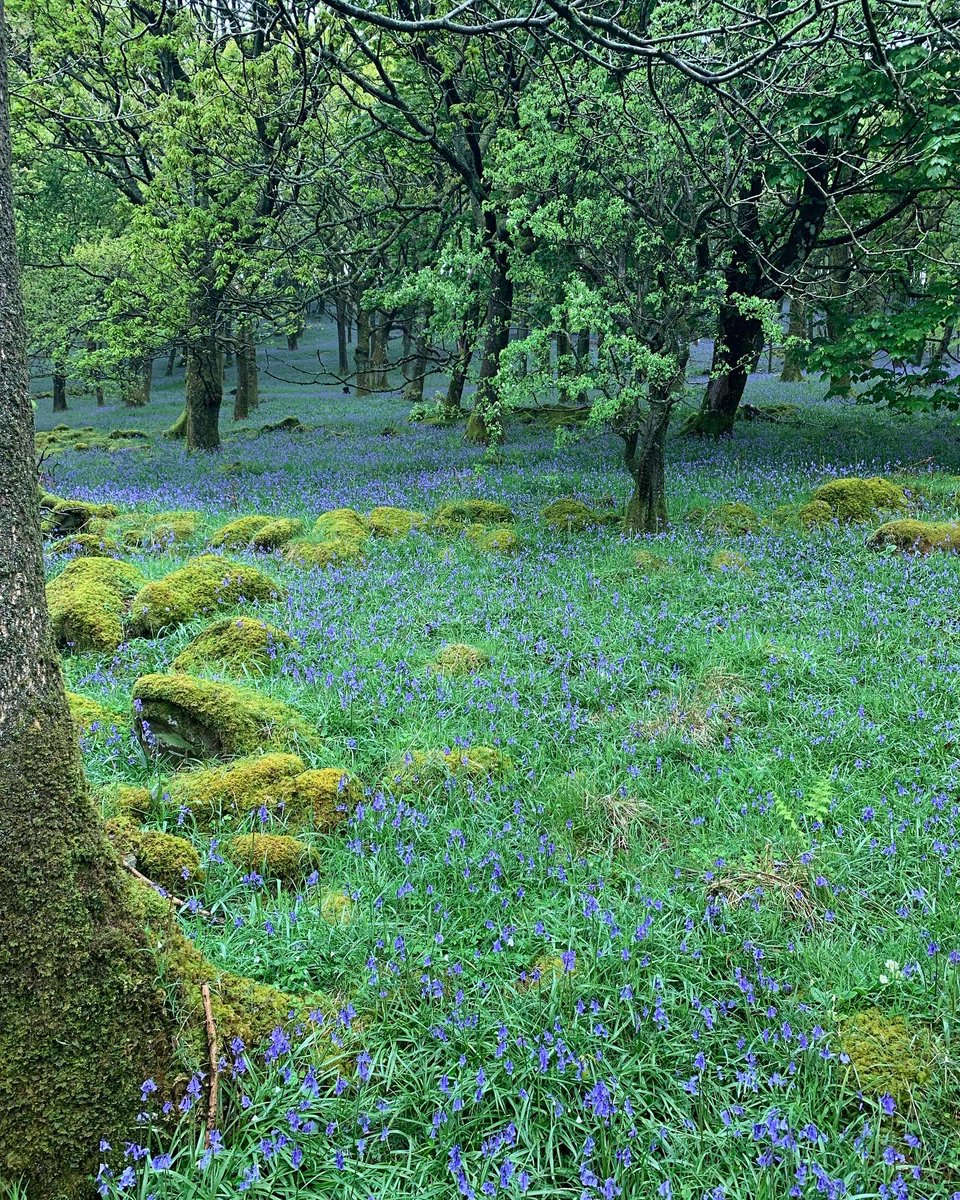 Guest lecturing at Schumacher College. Sharing my research &amp; practice on Joy in Decolonising Place &amp; Self.