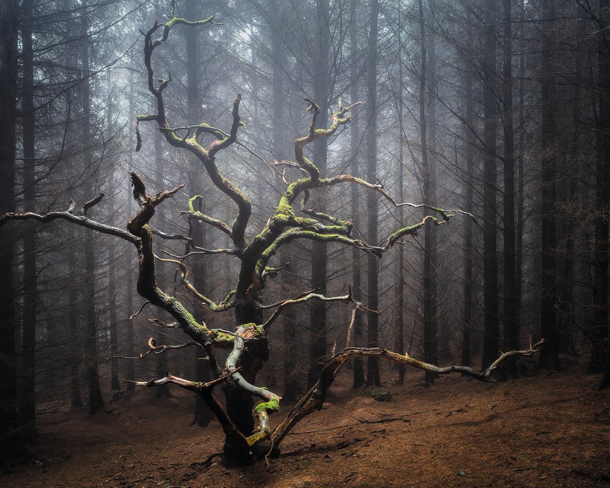 NorthYorkMoors's tweet photo. Watch this stunning video by @simonbaxter, which includes footage from our woodlands!

Also playing at the Woodland Sanctuary exhibition, with @simonbaxter and Joe Cornish (@jcornishgallery), from 16 July at our Inspired by... gallery. 👇
https://t.co/SoCh1wnk2j

📷©️Simon Baxter https://t.co/SZzniJosqh