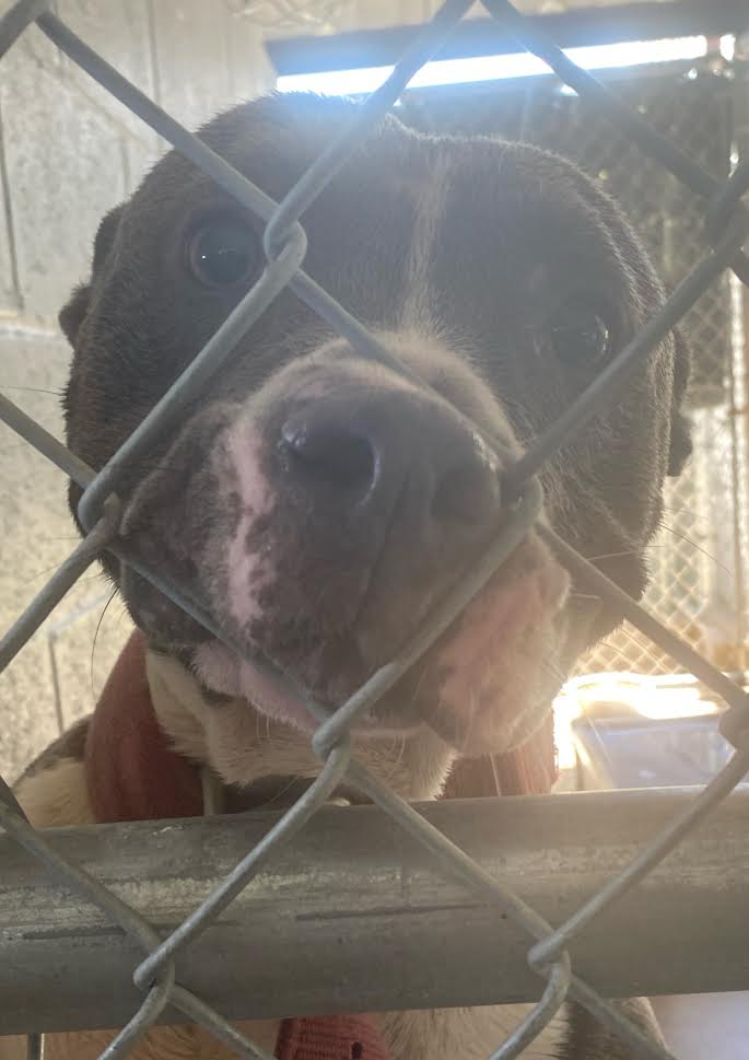 The City of Alice Animal Control has several animals available for adoption, including 10 lab puppies.

Puppies are $5, adults are $25.

Shelter is open M-F, 10am-12pm, 1pm-4pm.

To view all animals, please come visit at 1150 Commerce Rd., or call 361-664-1086.