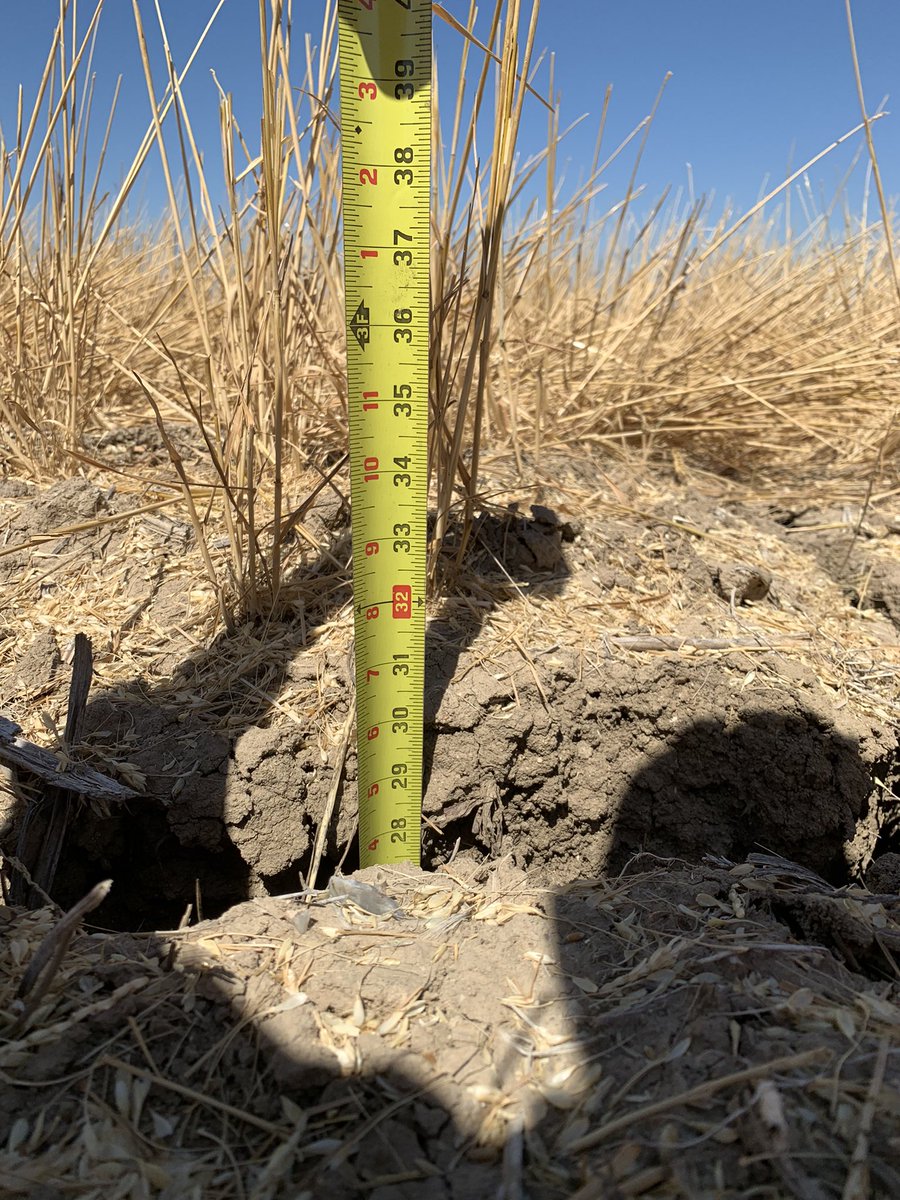 Current status of western Kansas drought now measured in feet not inches.<a href="/kscorn/">Kansas Corn</a> <a href="/NationalCorn/">National Corn (NCGA)</a> @national <a href="/Tyne_Ag/">Tyne Morgan</a> <a href="/FarmFutures/">Farm Futures</a> <a href="/CiampittiLab/">Ciampitti Lab</a> <a href="/NOAA/">NOAA</a> <a href="/NWSDodgeCity/">NWS Dodge City</a> <a href="/NWS/">National Weather Service</a> <a href="/KWCH12/">KWCH 12 News</a> <a href="/OfficialRFDTV/">RFD-TV</a> <a href="/SuccessfulFarm/">Successful Farming</a> <a href="/USDA/">Dept. of Agriculture</a>