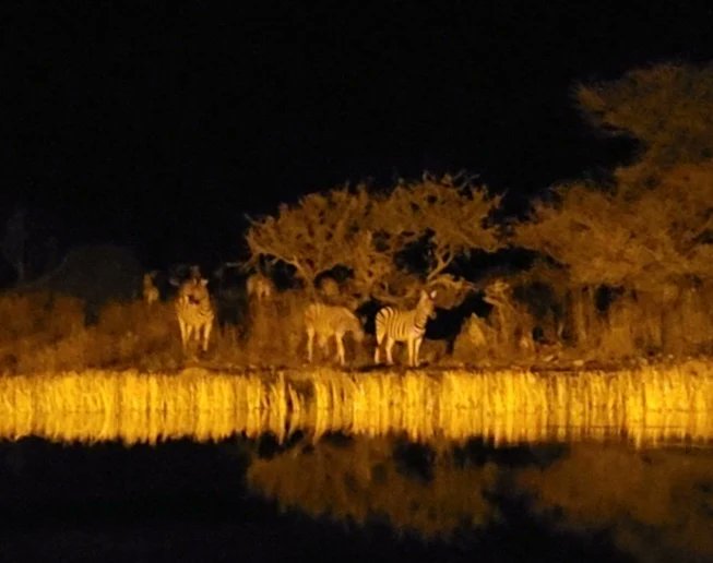 glass_have's tweet photo. In #Etosha, the waterhole provides a "floor show" during dinner. What a thrill! Sunset was stunning and #zebras put in an appearance!
.
#traveltuesday #IFWTWA #namibia #namibiatourism #batisbirdingsafari #onguma #ongumabushcamp #etosha #sunsetphotography #seenamibia #sunsetlover https://t.co/dOLaLJK1fh