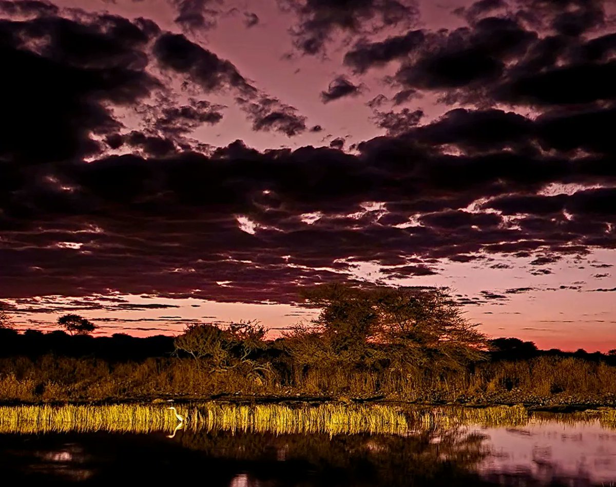 glass_have's tweet photo. In #Etosha, the waterhole provides a "floor show" during dinner. What a thrill! Sunset was stunning and #zebras put in an appearance!
.
#traveltuesday #IFWTWA #namibia #namibiatourism #batisbirdingsafari #onguma #ongumabushcamp #etosha #sunsetphotography #seenamibia #sunsetlover https://t.co/dOLaLJK1fh