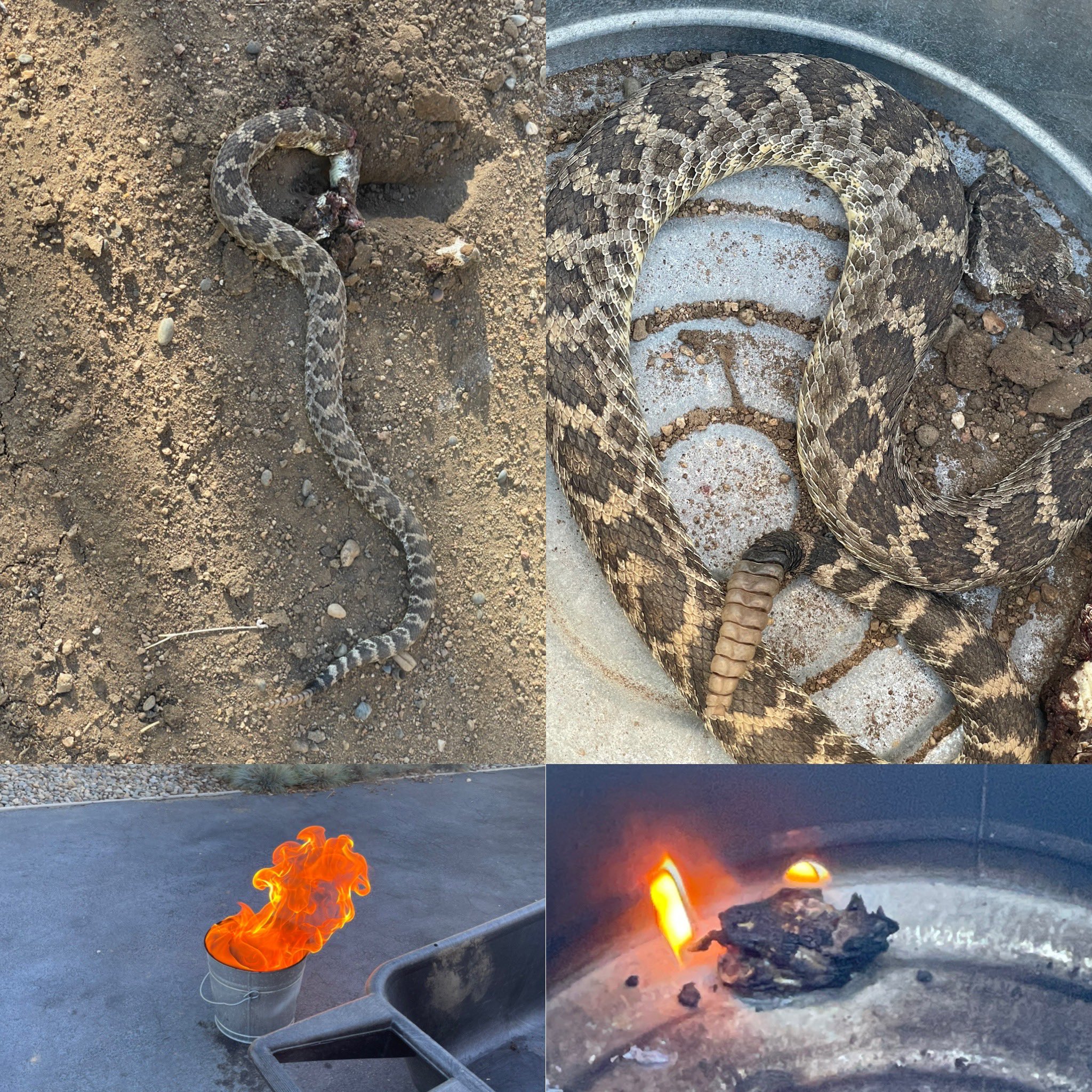 Jared on Twitter "When u find a 4 ft rattlesnake slithering through