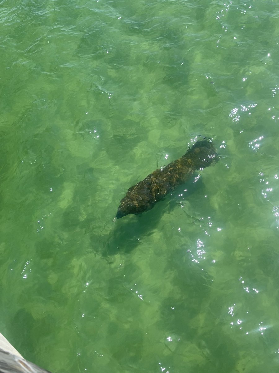 Recently, a manatee traveled along the shore underneath the Gulf State Park Pier! If you spot a manatee, please do not approach it. Report a sighting to the Manatee Sighting Network: call 1-866-493-5803 or visit manatee.DISL.org 💙