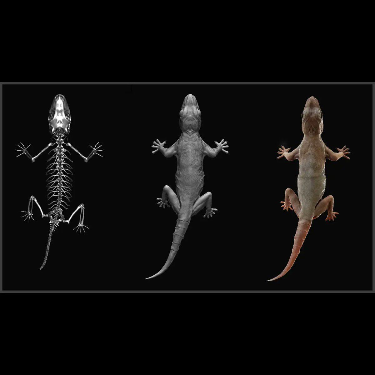 SenSouren's tweet photo. Asian House Gecko

@TheRookiesCO 
@ArtStationHQ 
@Substance3D 
@marmosetco 
@threecolonist 
@pixologic 

#3dart #3DCG #reptile #lizard #gecko #creaturedesign #nature #wildlifephotography #DigitalArtist #texture #zbrush #Rookies #artstation #gamedesign #conceptart https://t.co/SgU7kHTEMS