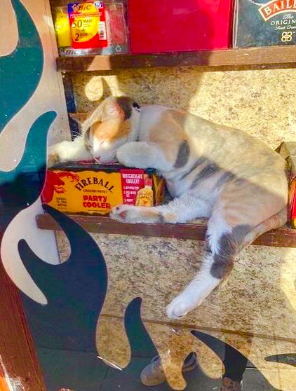 Bodegacats_'s tweet photo. https://t.co/3TqXbmkagC
