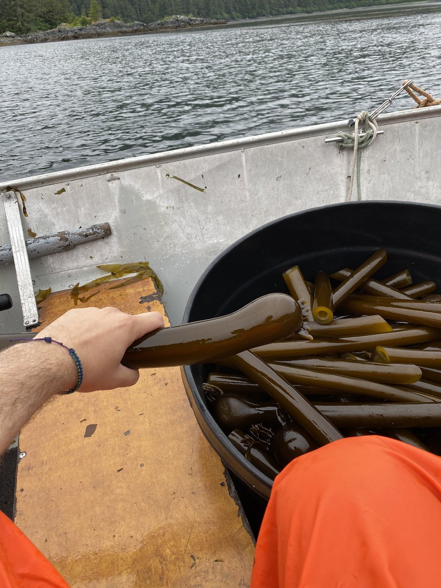 CedarLange's tweet photo. 🍆 of the sea https://t.co/DHKUaYSLbH