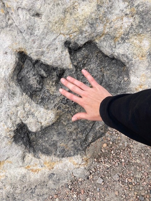 IahssChapter's tweet photo. Thank you to everyone who participated in our fundraiser! We had some great laughs, learned a thing or two and oh yes...lots of dino art! We raise $34.71 for Mental Health Colorado and $104.13 for the chapter!
#IAHSS #healthcaresecurity #fundraising #mentalhealth  #5k #hiking https://t.co/Jo7mFG4sNW