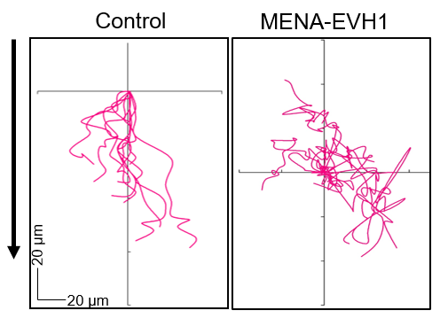 (13/n) Finally, we asked why MIGAR is important during collective cell migration. We looked at cell migration behavior in MENA mutants. Loss of MIGAR in these cells leads to an incoherent intracellular reorientation and loss of directionality during migration.