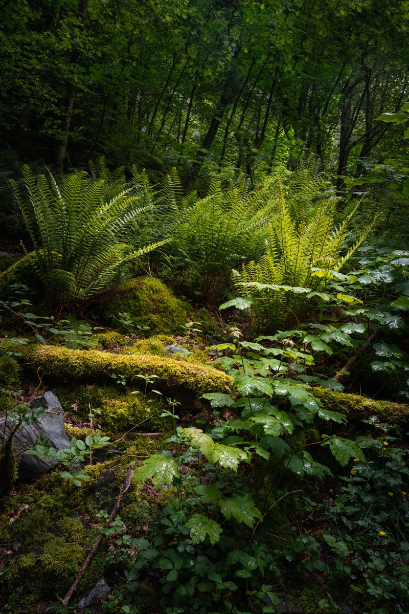 JoeThompsett's tweet photo. In the woods.

#landscapephotography
#potd #photography https://t.co/2tLD9G36dV