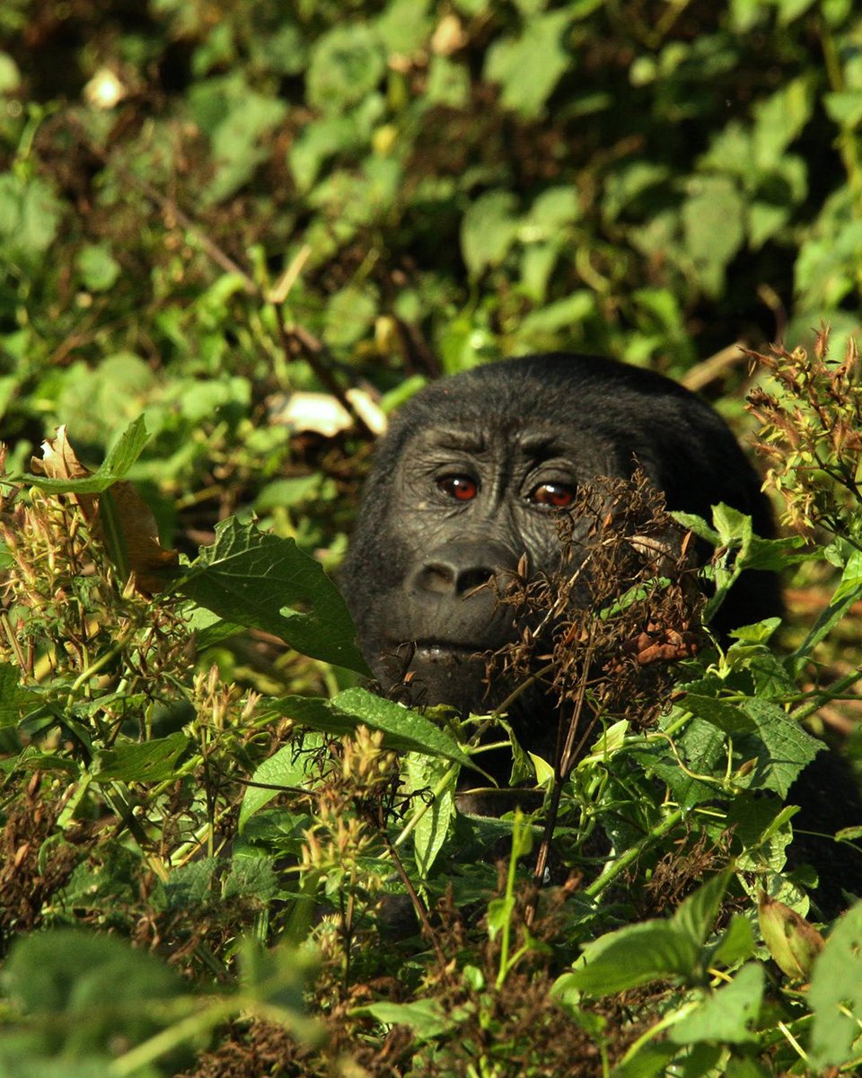 Mountain Gorilla spotted! 🦍 The best place to see these epic creatures is the Bwindi Impenetrable National Park in Uganda ✨ #exploreuganda_uki #UniquelyOurs #UgandaAwaits #VisitUganda