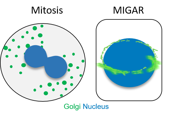 (15/n) Next time you think of Golgi remodelling, think both Mitosis and MIGAR!😊