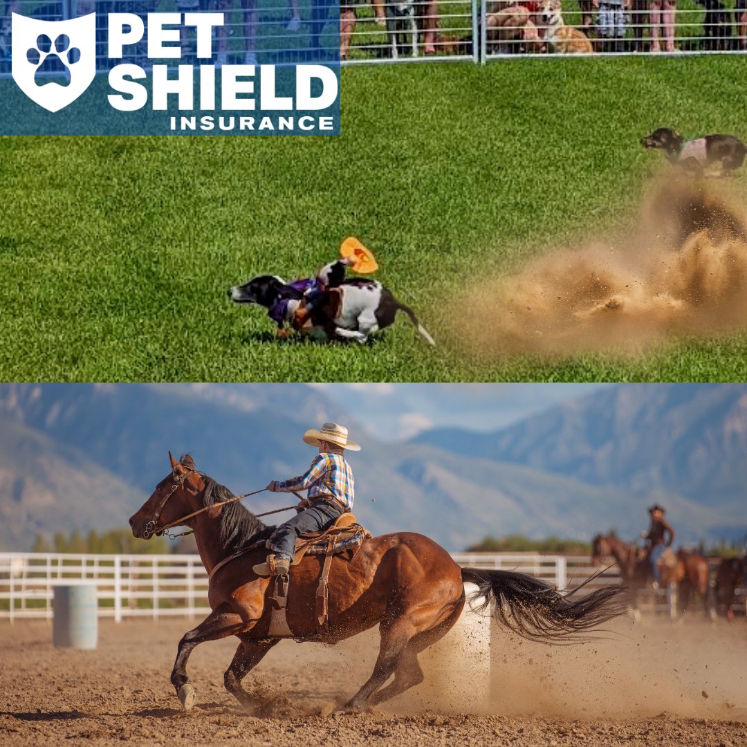 ArmourInsurance's tweet photo. Trying to figure out the difference between these two photos may be difficult. One photo was taken at the #PetsInThePark event on Sunday with a truly speedy dachshund. The other photo is of a cowboy. The resemblance is uncanny.
#PetShield #Dachshunddash #Cowboy https://t.co/2Apc0jNSdF