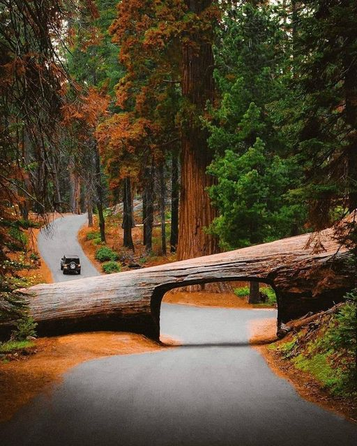 Sequoia National Park, California, USA