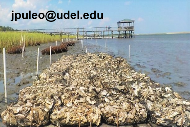 Center for Applied Coastal Research (@coastalud) on Twitter photo 📢#PhDposition #Coastal #Research
We seek a motivated candidate interested in #livingshorelines #fieldwork & #numerical #modeling who already holds a Master’s degree in oceanography or engineering or a closely related field!
Interested applicants should contact Prof. Jack Puleo. 📢#PhDposition #Coastal #Research
We seek a motivated candidate interested in #livingshorelines #fieldwork & #numerical #modeling who already holds a Master’s degree in oceanography or engineering or a closely related field!
Interested applicants should contact Prof. Jack Puleo.