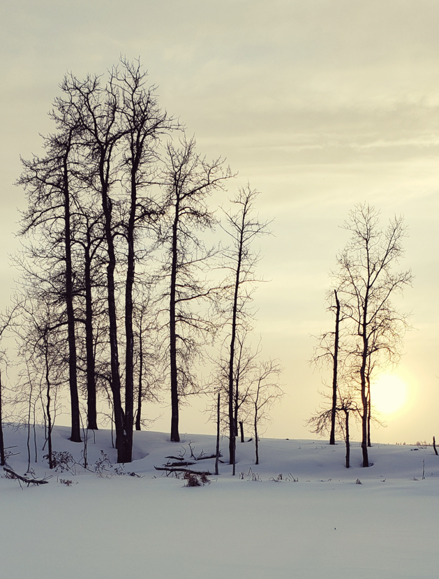 UrbaneForester's tweet photo. @Yaacov97531 A small collection of lonely trees https://t.co/aIhOXHL68d