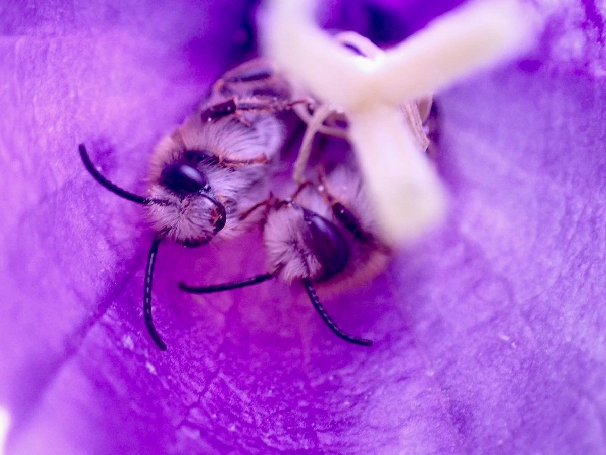 MatsGrahn's tweet photo. Ifall ni tittar in i en blåklocksblomma så kan ni hitta hanar av blåklocksbin som tar en liten middagsvila.
#vildbin https://t.co/qptQAb5nQ2