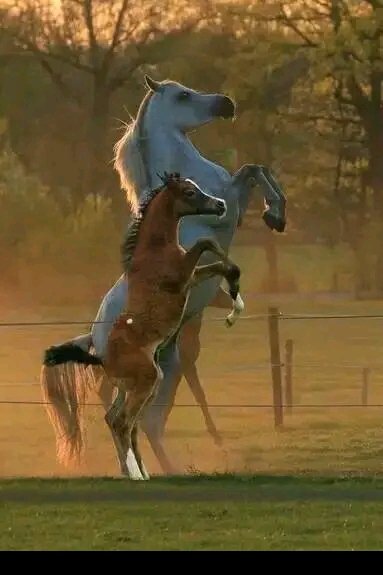 Nuevamente Granma Campeón los Alazanes siguien luchando la corona nuevamente.
<a href="/DiazCanelB/">Miguel Díaz-Canel Bermúdez</a> 
@ fmcgranma
@FMCCUBA
@TersaBoue
<a href="/CapoNapoles/">Yanaisi Capó Nápoles</a> 
<a href="/MaraEle68135360/">María Elena</a>