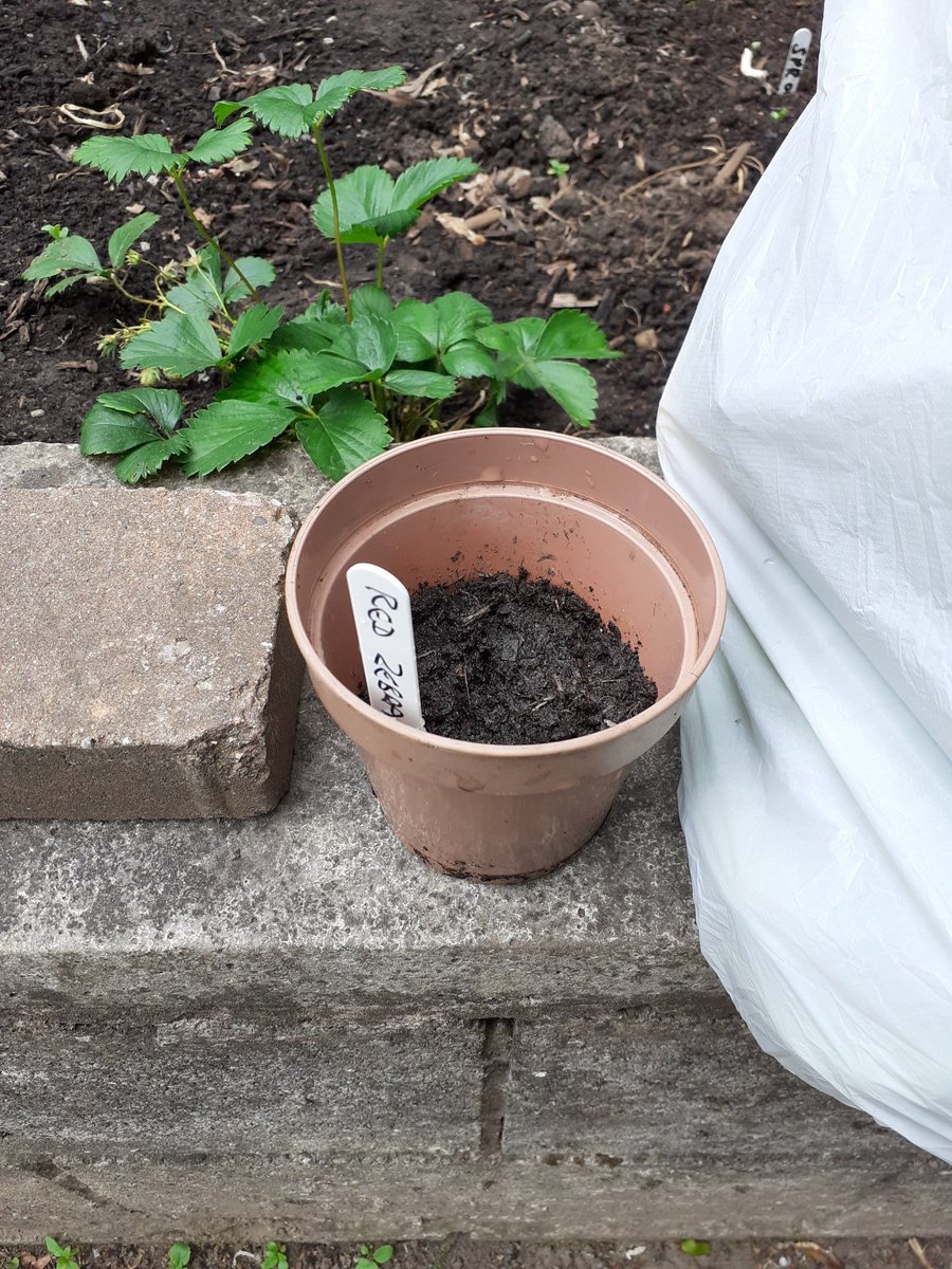 Really enjoyed my afternoon spent with <a href="/RainbowBizUK/">RainbowBiz CIC 🏳️‍🌈</a> &amp; these lovely people at the brilliant Digging Deeside project. Thanks for making me so welcome &amp; for the veg &amp; plant  <a href="/VictimSupportHC/">Victim Support Hate Crime Team</a>
