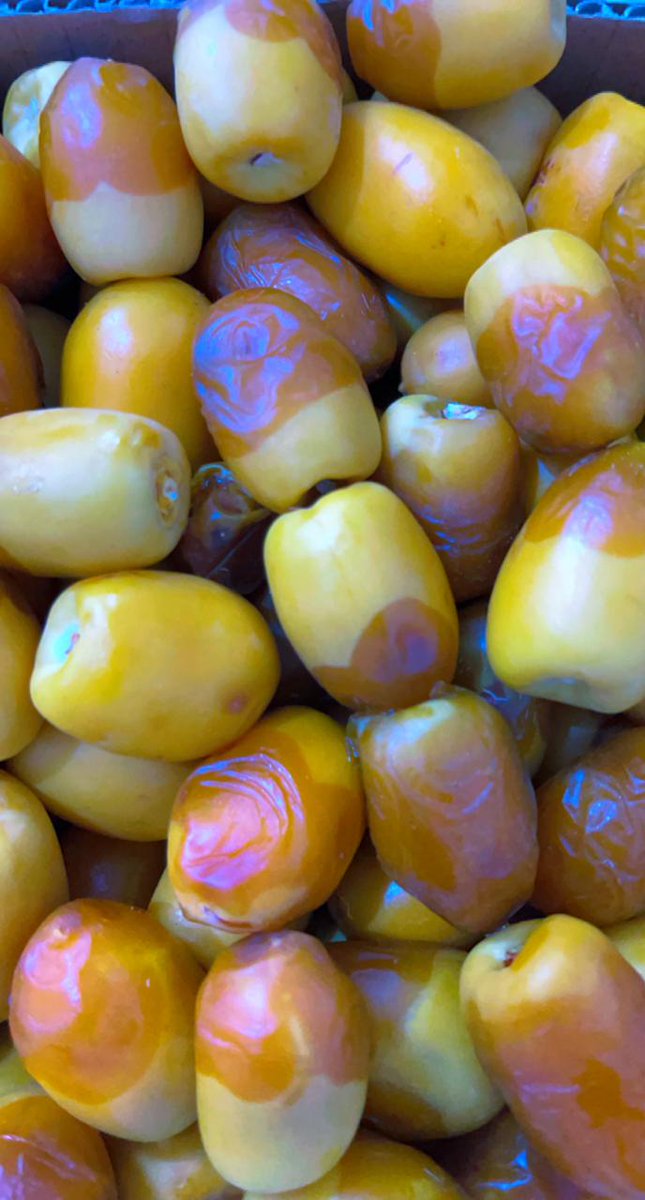 #تمور_الكامل_وسايه
من خيرات الكامل عام ١٤٤٣هـ