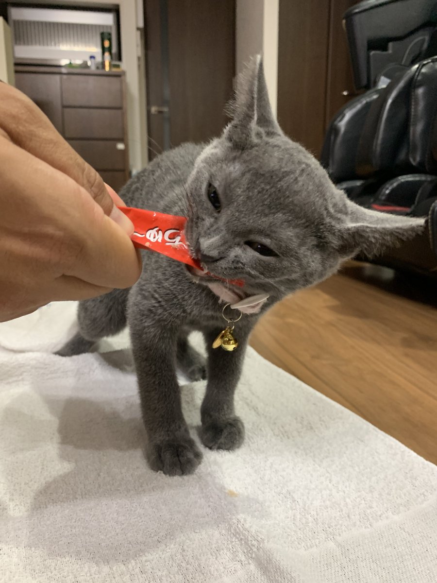 Lapis220226's tweet photo. ボス に ちゅ〜る もらた🐾がみがみ！

猫用コ○イン最高🙌

#猫のいる暮らし #ちゅーる #KittyCrack
#ロシアンブルー #russianblue 
#猫好きさんと繋がりがりたい https://t.co/SXySslvrCk