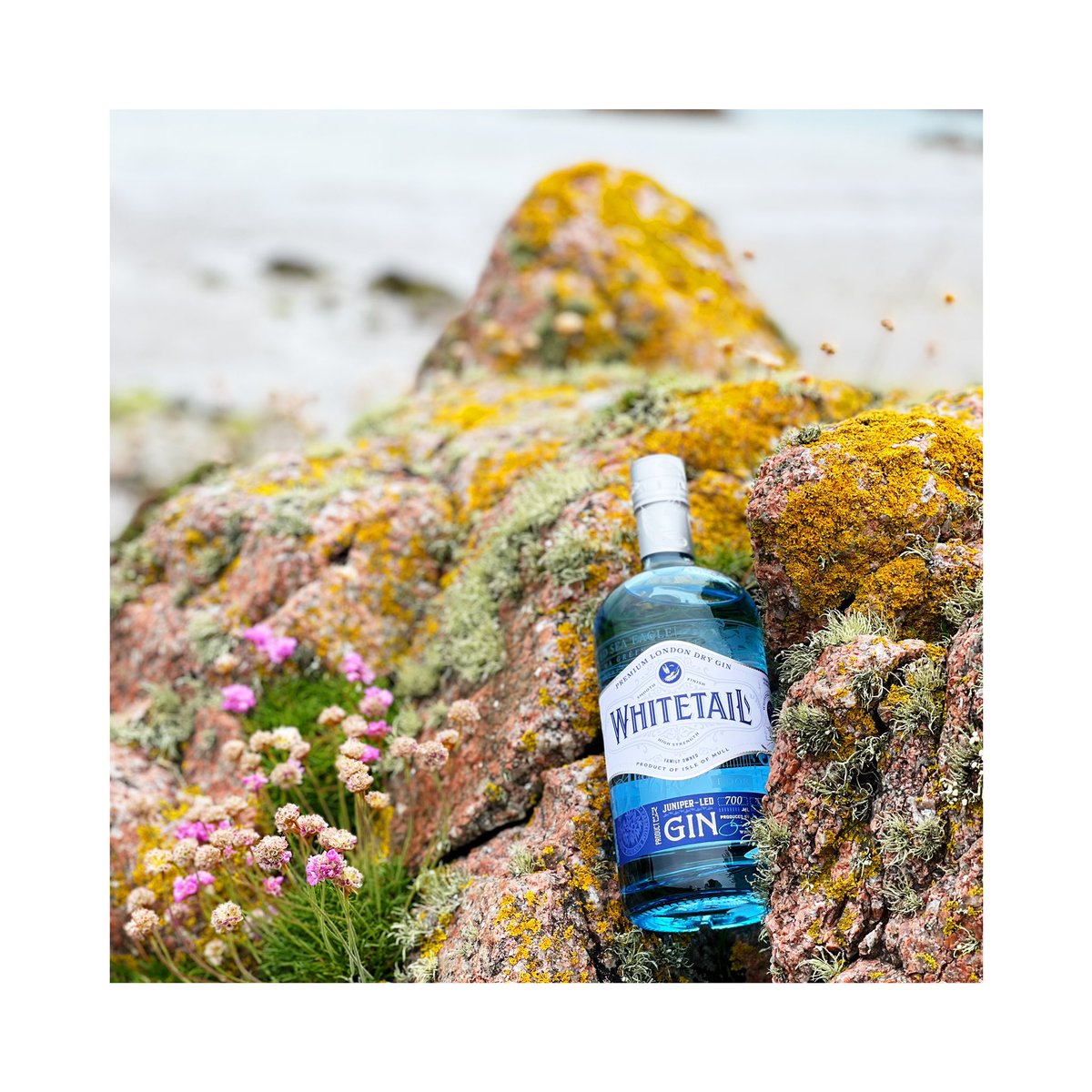 WHITETAIL GIN 

The perfect companion for an afternoon at one of the island’s most beautiful beaches. Inspired by nature…💙🦅

#whitetailgin #mull #isleofmull #nature #gin #ginandtonic #whitetailedeagle #eagle #beach #sea #scottishislands