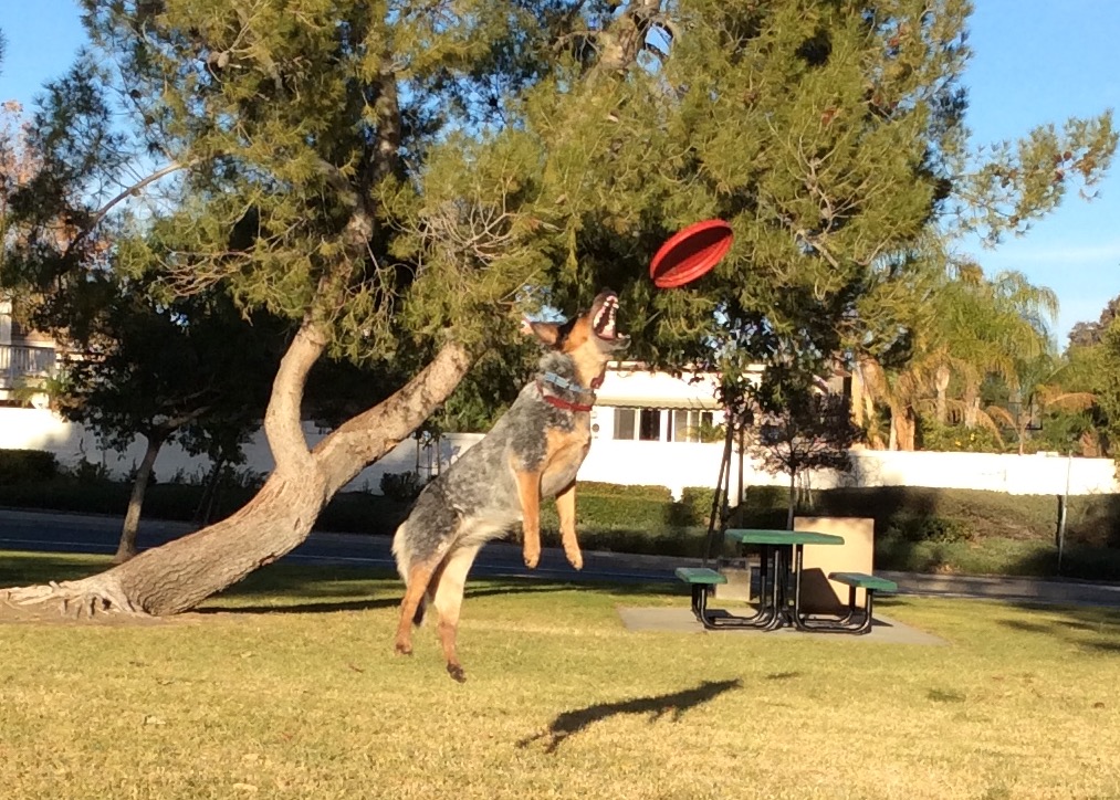 Carson Golf delivers <a href="/yardagemarkers/">carsongolf</a> and measurement services in a fair way!#yardagemarkers
#blueheelers