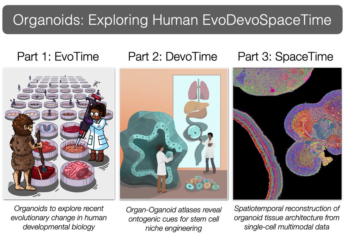 Gray Camp (@graycamplab) on Twitter photo Changing title and going all in for #EMBODevTempo. Exploring Human EvoDevoSpaceTime with organoid technologies! <a href="/EMBLBarcelona/">EMBL Barcelona</a> #organoid #evodevo #singlecell embl.org/about/info/cou…. Super cool event! Changing title and going all in for #EMBODevTempo. Exploring Human EvoDevoSpaceTime with organoid technologies! <a href="/EMBLBarcelona/">EMBL Barcelona</a> #organoid #evodevo #singlecell embl.org/about/info/cou…. Super cool event!