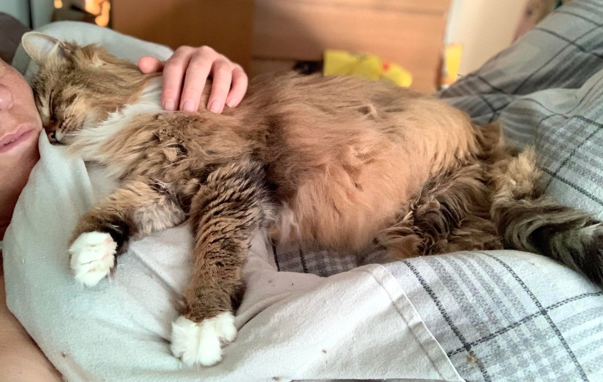 realTrouble2's tweet photo. Zzz Zzz ZzZZ!
😺
#FelineOverlord on #TiredOutTuesday https://t.co/KhRNh8sq8L