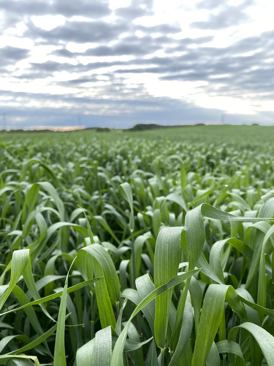 A canopy like this will keep humidity high! 🥵 Humidity + Warm Weather will increase risk of FHB. We are not far from fungicide timing in the SE! #100DaysofHUSTLE #TechnicalTuesday <a href="/_StaySharpe/">Sharpe's Crop Services</a> <a href="/SharpeAgronomy/">Sharpes Agronomist</a>