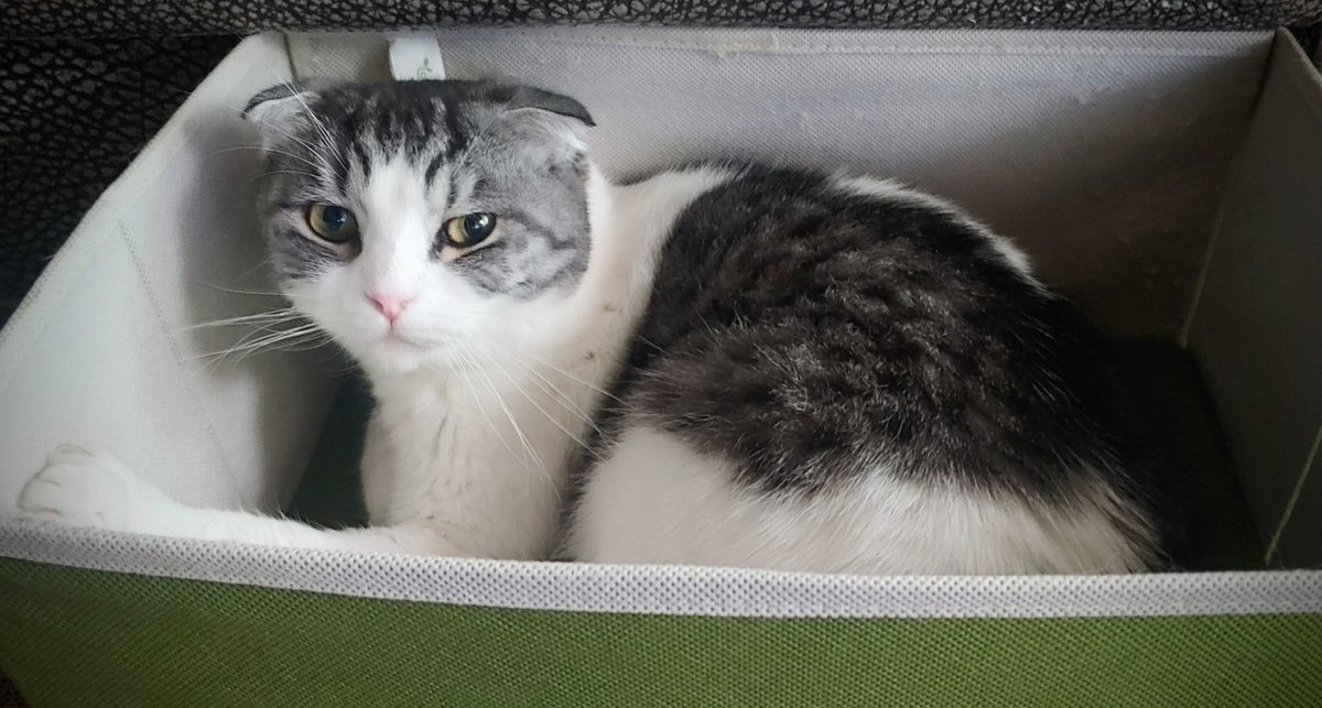 야옹