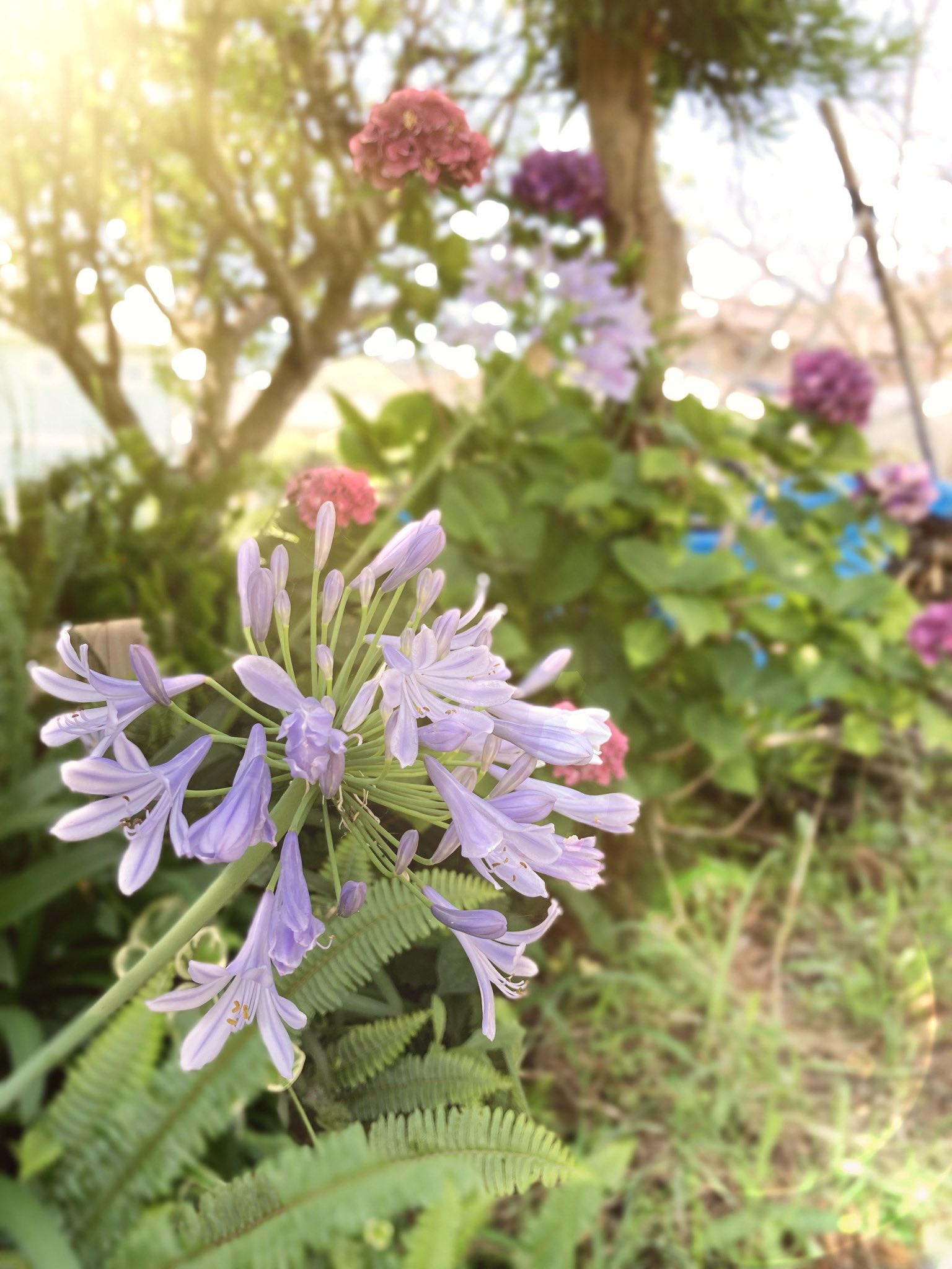 もこ ᴥ おはよ 今朝はアガパンサス ギリシャ語で愛を意味するagapeと花 を意味するanthosが由来 そして 恋の訪れ が花言葉 命短し恋せよ乙女 私は年中無休で2次元観て引きこもりますよ 皆さまも水分補給と温度調整に気をつけてよい1
