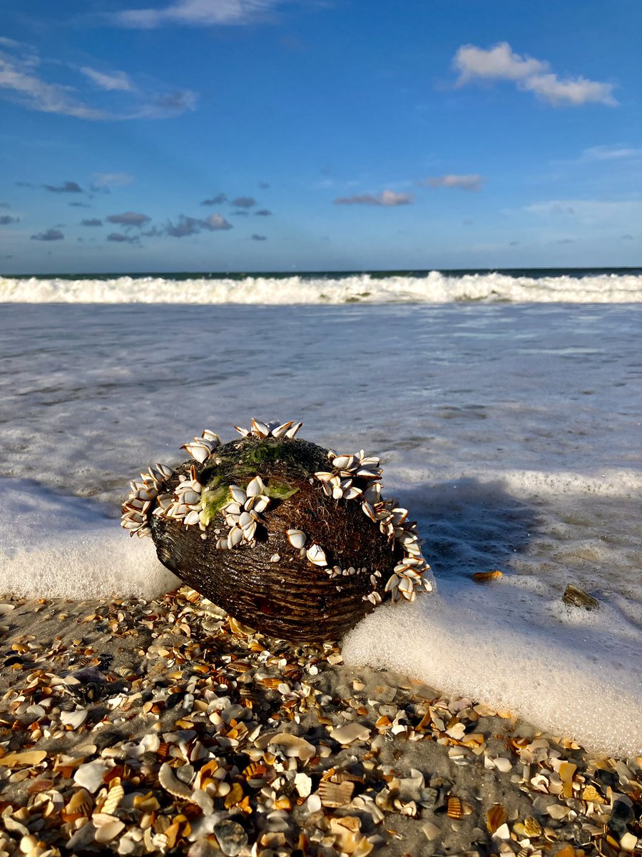 A castaway coconut covered with life 😊 #jaxbeach #florida #becurious #loveyourplanet #mysjcfl