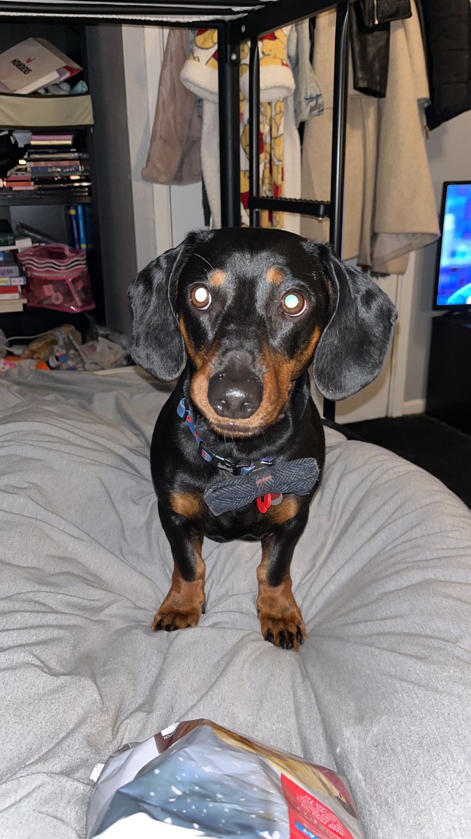 travers78's tweet photo. @dachshund_heave My little fur baby is called Dave 🥰 https://t.co/WUwxVP9eOX