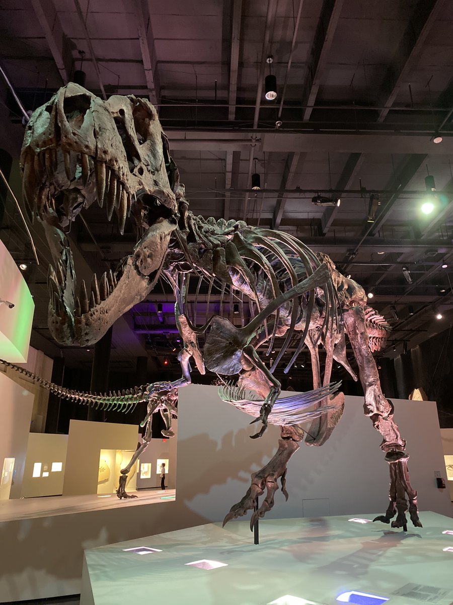 hmns's tweet photo. Happy #FreeThursday to all who celebrate.
Our permanent exhibits are free every Thursday this summer from 5pm to 8pm.
🦖🫶🦖
DETAILS: https://t.co/8Aqy6U8mj4 https://t.co/Pe0gnNl2T1