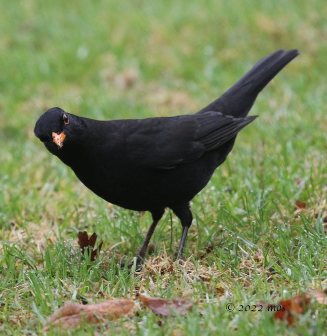 Visuelle Hinweise: Wie Vögel ihr scharfes Sehvermögen nutzen, um Würmer zu lokalisieren