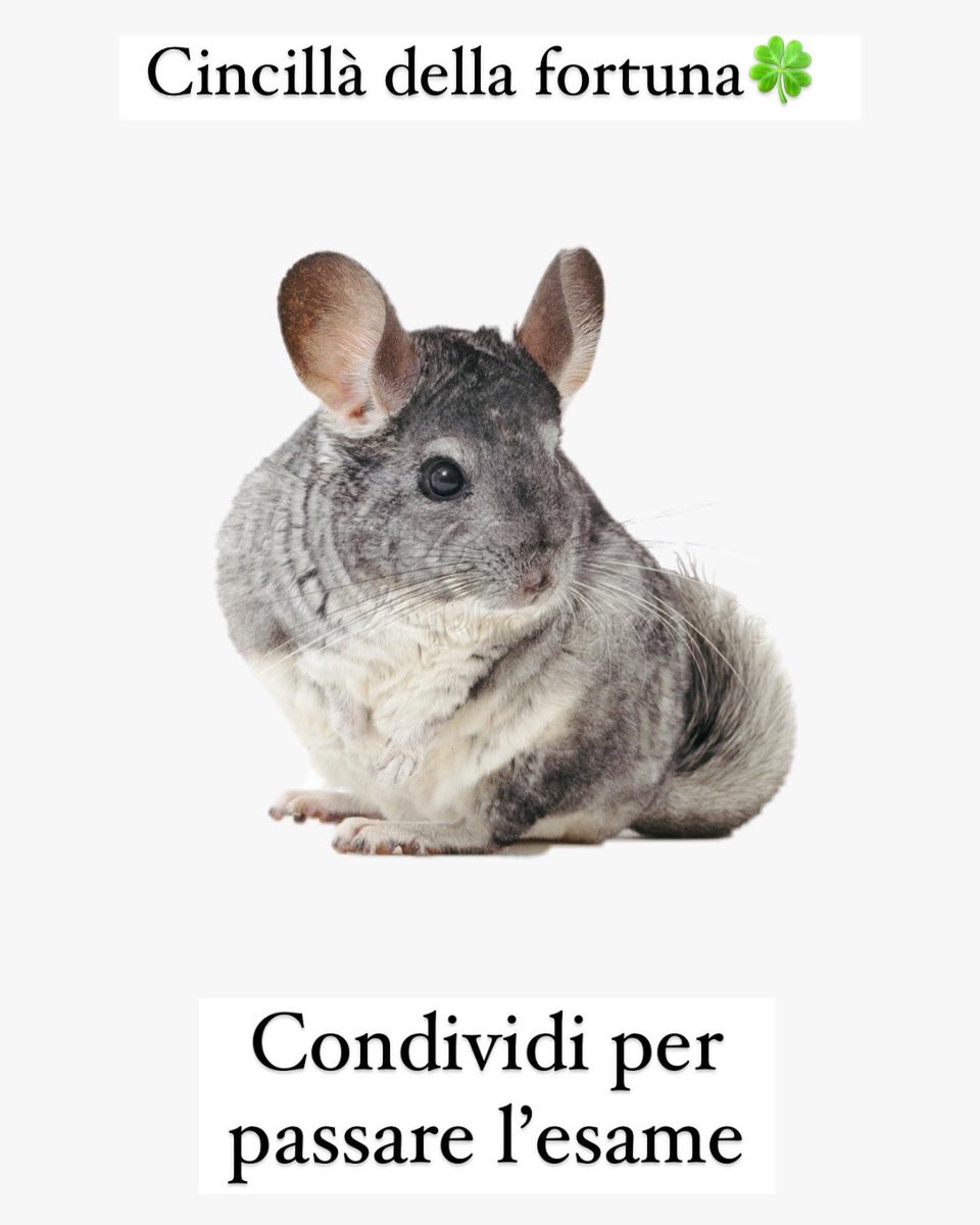 ivygoldenofgale's tweet photo. chi sono io per non credere nella miracolosità del "magic cat" e del "cincillà della fortuna"? nessuno. ed è per questo che chiedo all'universo di vegliare su di me domani https://t.co/XhgB0RXyyr