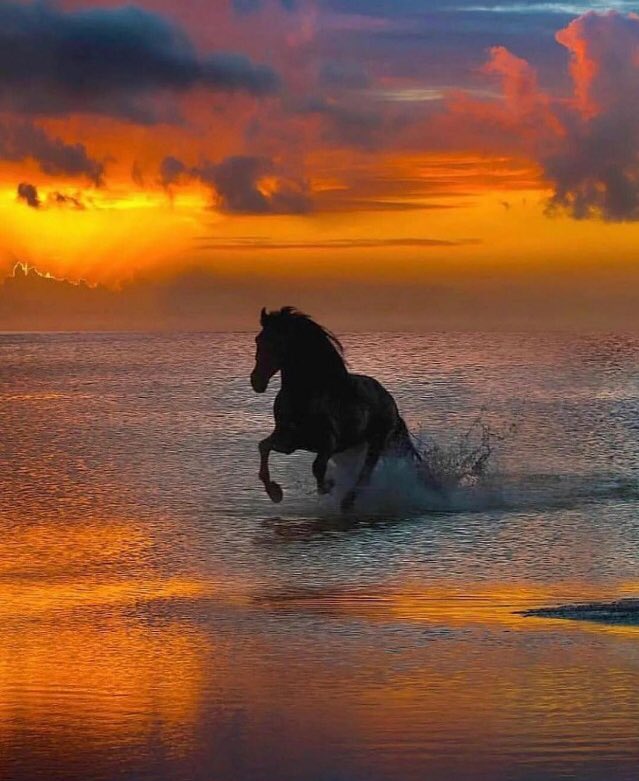 Galloping on Sunset Beach