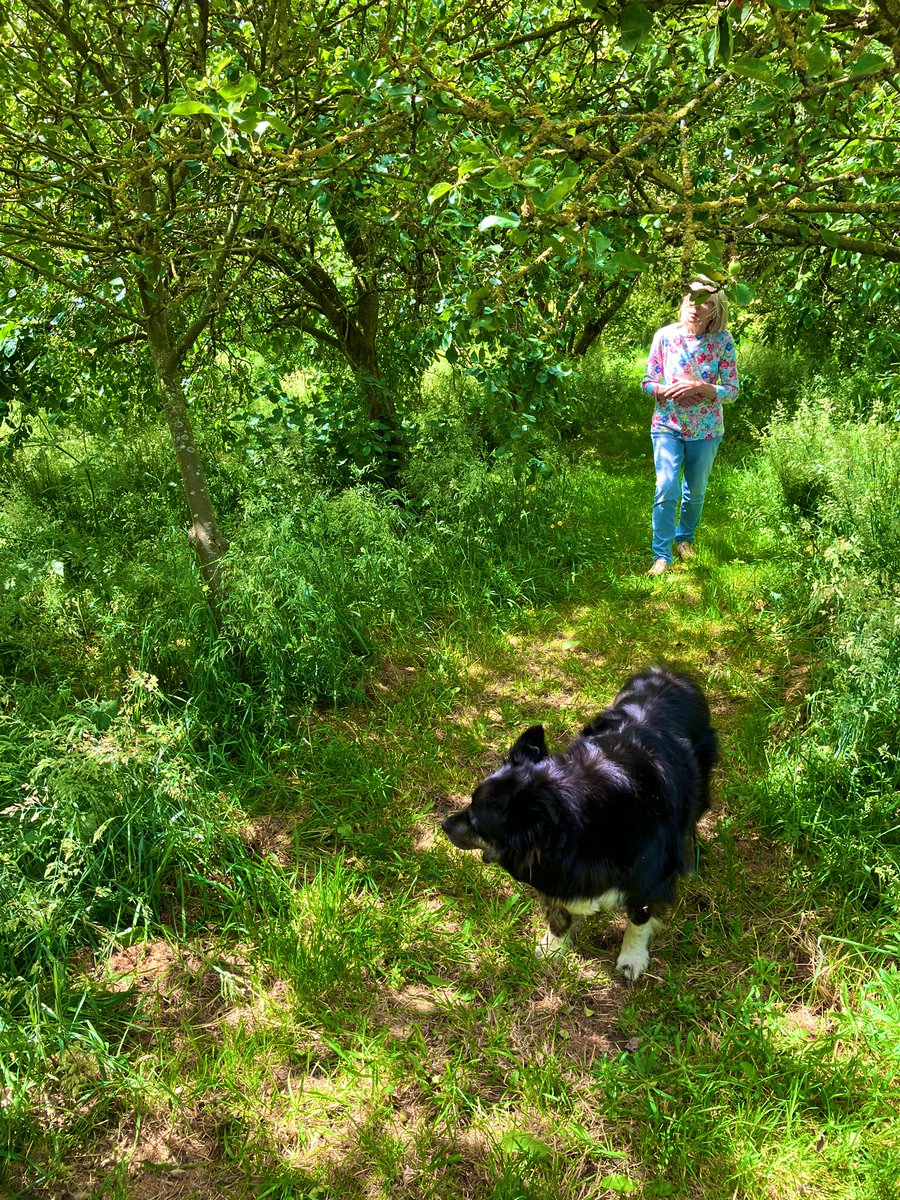 We have a beautiful orchard at home if anybody needs apples and pears and gooseberry’s your more than welcome #orchard #bereadysoon