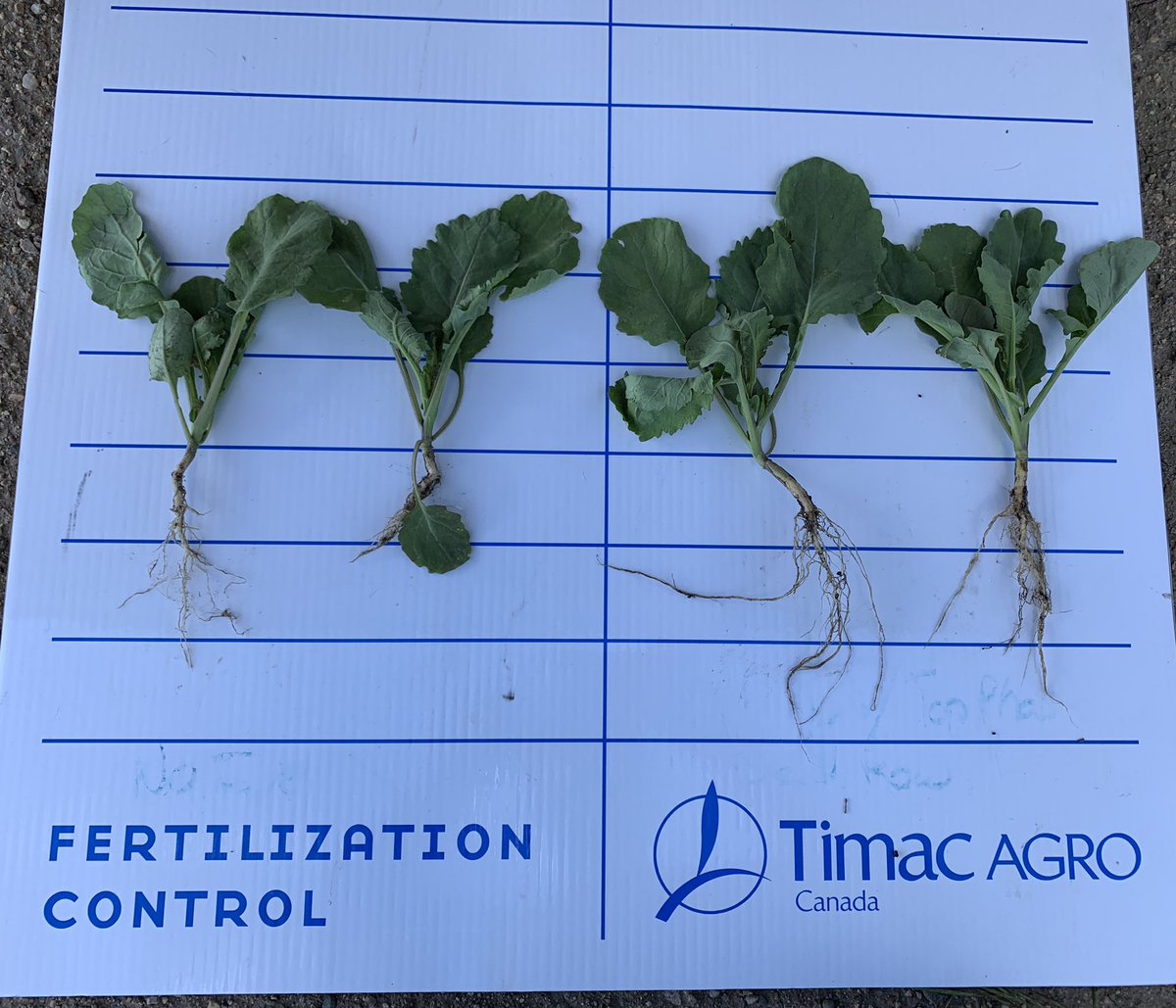 Matthewmophead's tweet photo. #TimacAgro started to develop biostimulants in the 1970’s.  #FertiactylStarter stimulates roots and shoots with added technology that helps against abiotic stress in the early stages of growth. Note the larger root mass, stem thickness and more leaves. *Farmer picked plants* https://t.co/reUiO4N8nv
