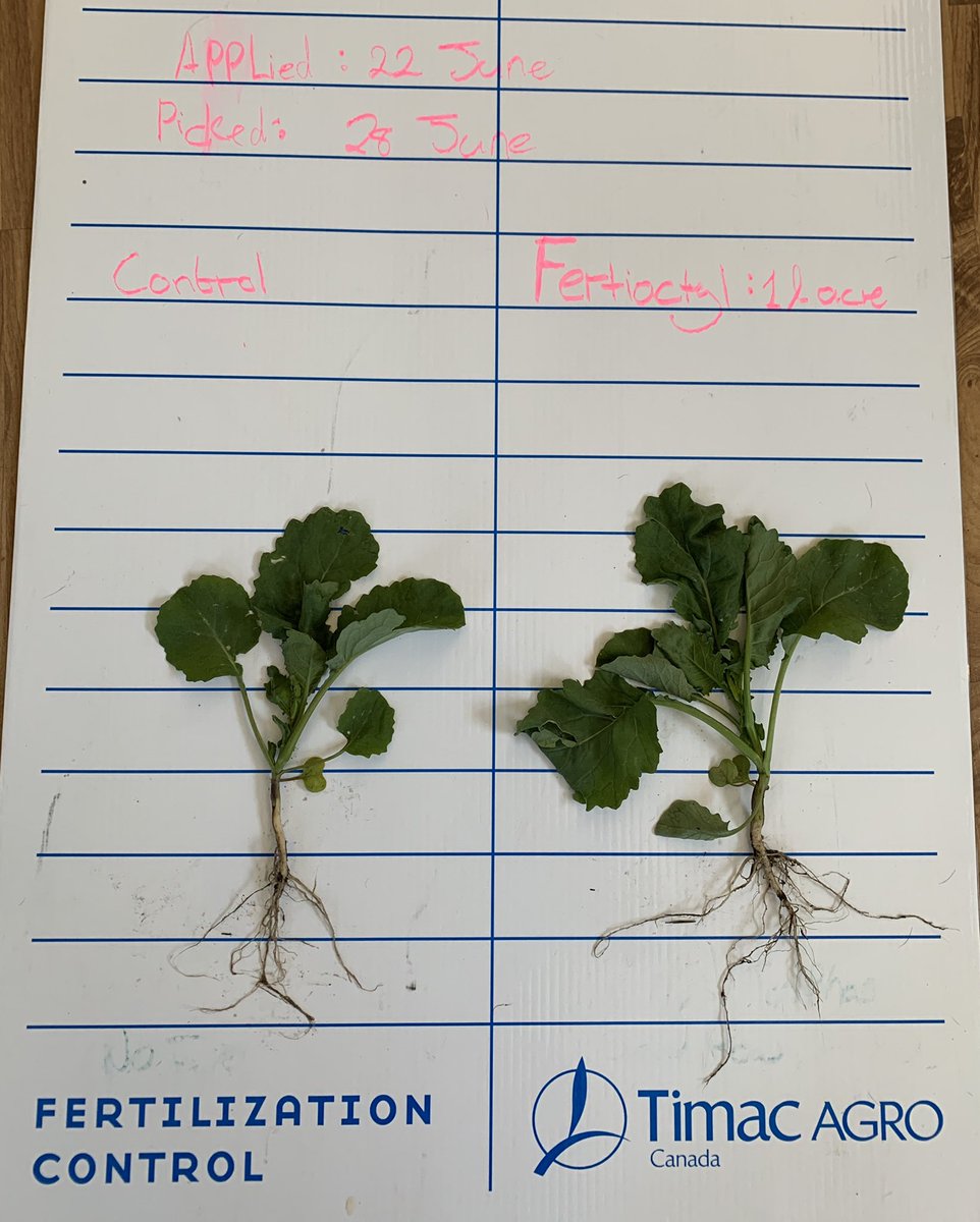 Matthewmophead's tweet photo. #TimacAgro started to develop biostimulants in the 1970’s.  #FertiactylStarter stimulates roots and shoots with added technology that helps against abiotic stress in the early stages of growth. Note the larger root mass, stem thickness and more leaves. *Farmer picked plants* https://t.co/reUiO4N8nv