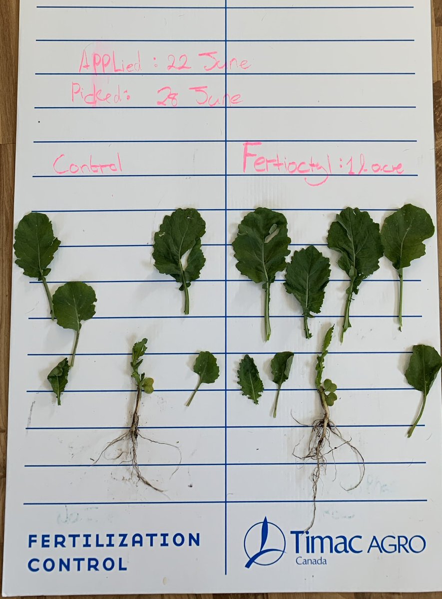 Matthewmophead's tweet photo. #TimacAgro started to develop biostimulants in the 1970’s.  #FertiactylStarter stimulates roots and shoots with added technology that helps against abiotic stress in the early stages of growth. Note the larger root mass, stem thickness and more leaves. *Farmer picked plants* https://t.co/reUiO4N8nv