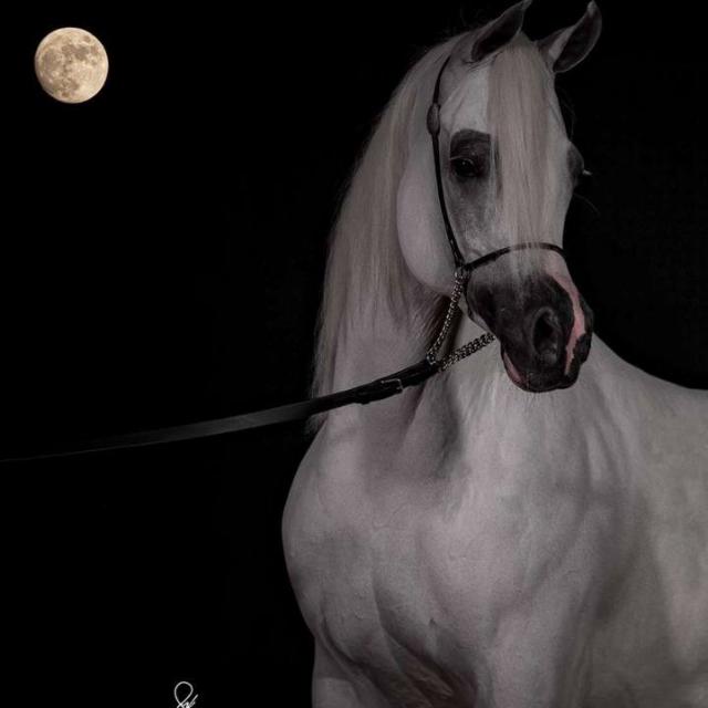 ::ســلَآمــآ عــلَى مــن وٌجــد آلبـديـًـل فــتــخــلَى.🖤😫😴لا شئ يبقى كما هو حتى الشمس ستكسر القانون يوما وتشرق من الغرب لتعلن النهاية 🥀